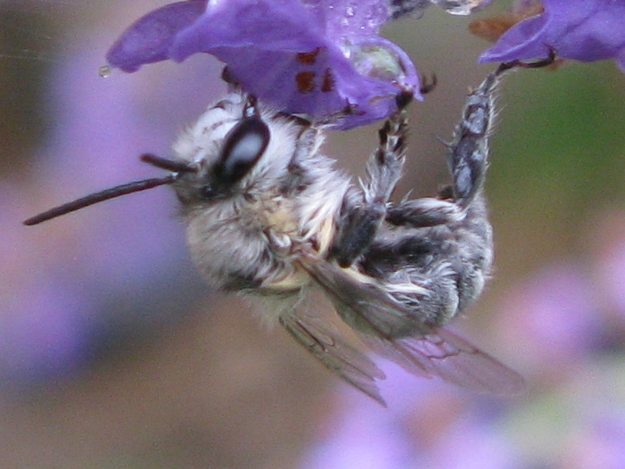 Amegilla? No. Anthophora sp.