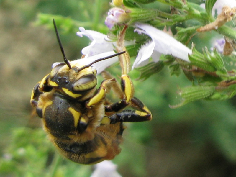 Anthidium florentinum (Megachilide) in copula