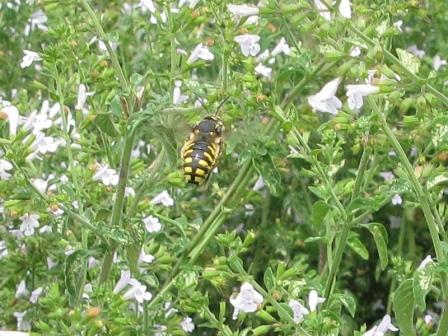 Anthidium florentinum (Megachilide) in copula