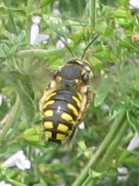 Anthidium florentinum (Megachilide) in copula