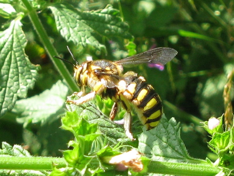 Anthidium florentinum (Megachilide) in copula