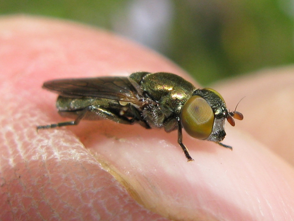 Riponnensia splendens F (Syrphidae)