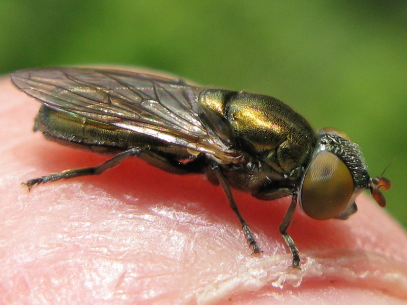 Riponnensia splendens F (Syrphidae)