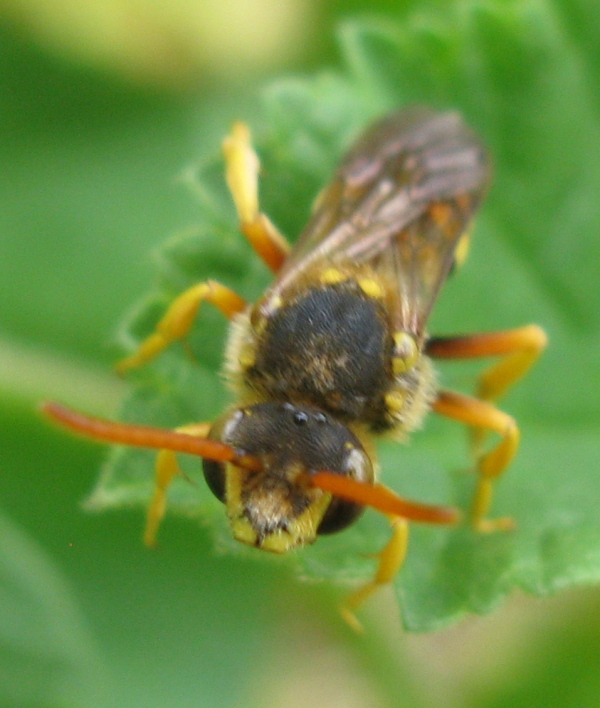 Nomada sp.