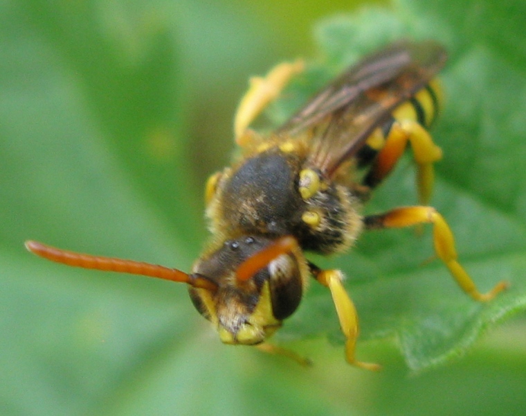 Nomada sp.