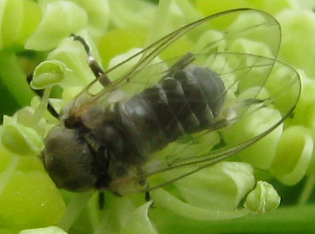 Simuliidae, femmina