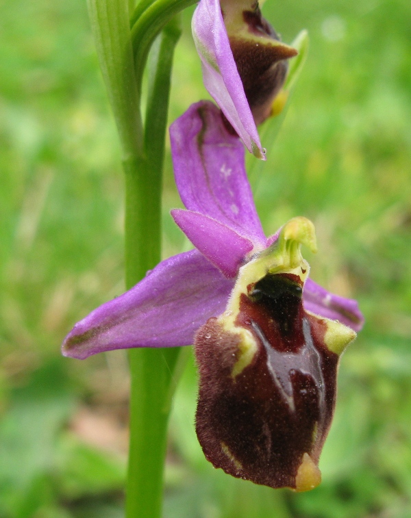 Ophrys ?