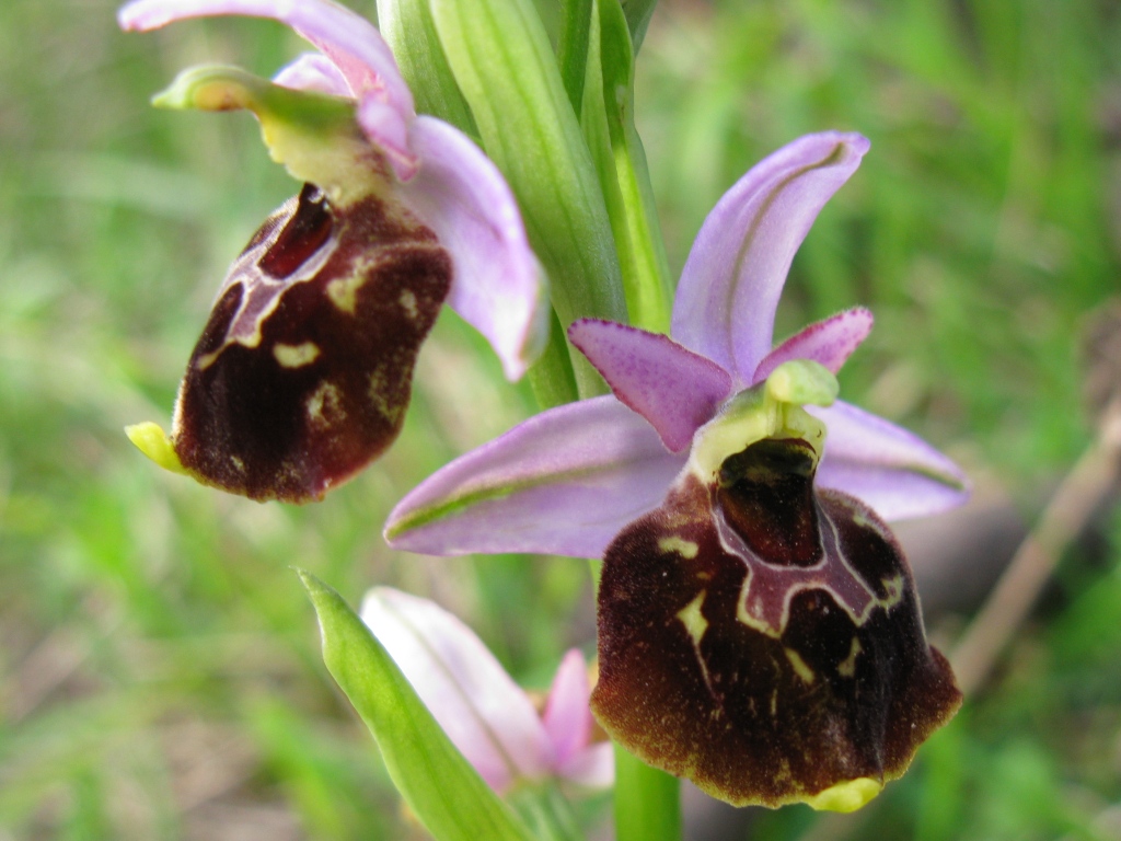 Ophrys ?