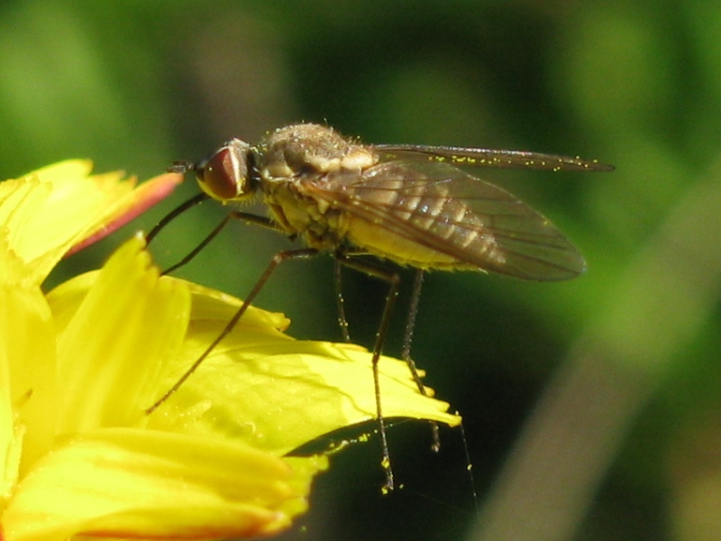 Phthiria sp,  F (Bombyliidae)