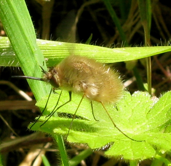 Bombylius minor ?