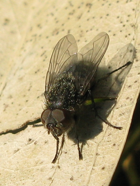 Pollenia sp (Calliphoridae).