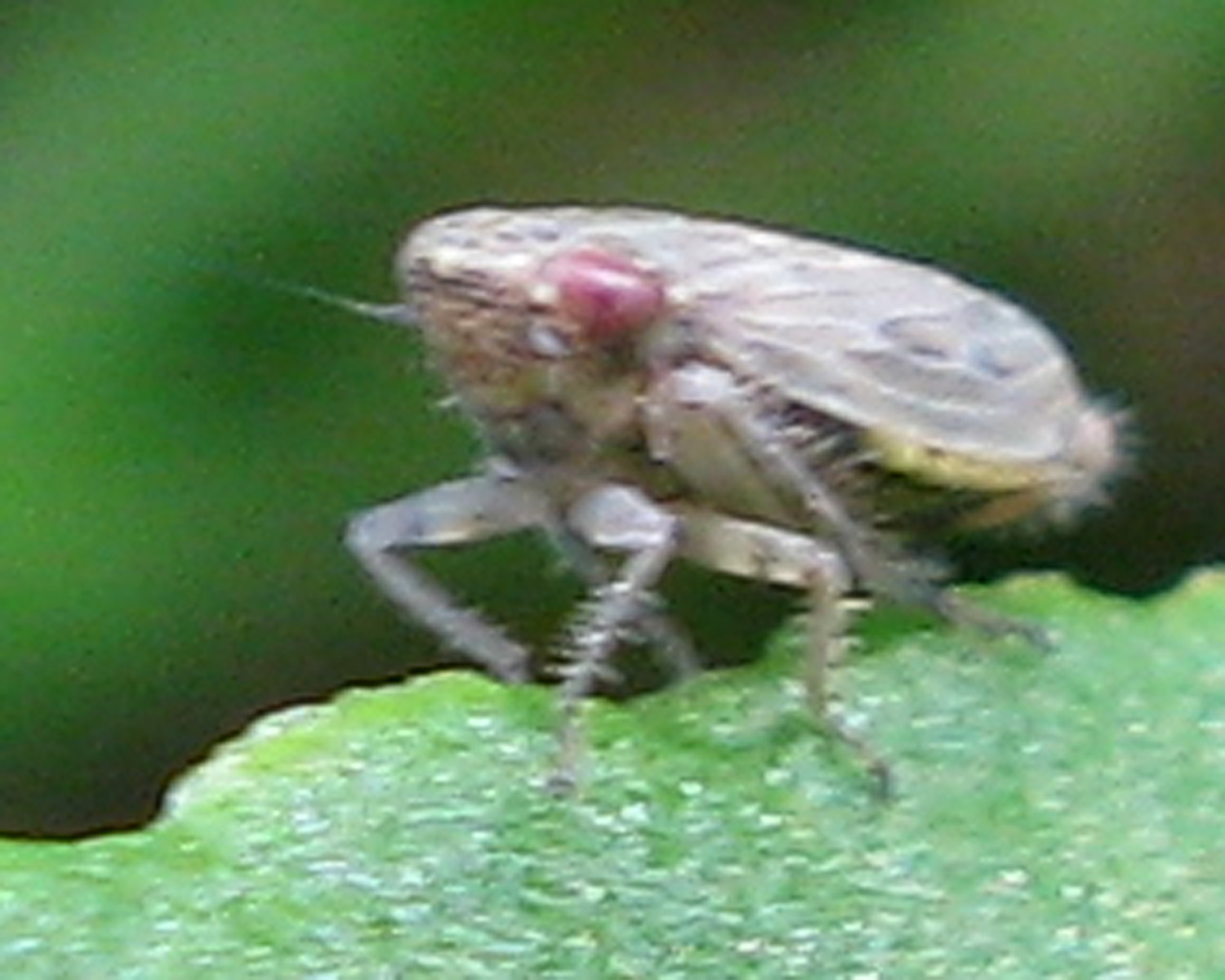 ancora una cicadella - Cicadellidae Deltocephalinae