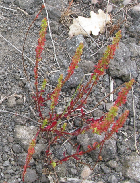 Rumex bucephalophorus / Romice capo di bue