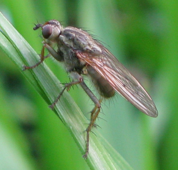 Scathophafa stercoraria.