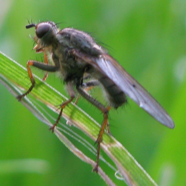 Scathophafa stercoraria.