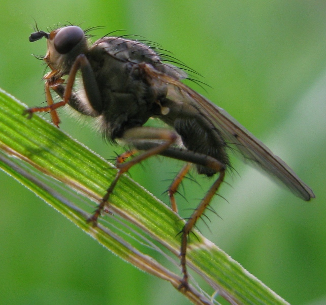 Scathophafa stercoraria.