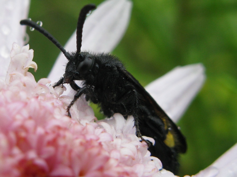 scolia bagnata....(Scolia hirta)