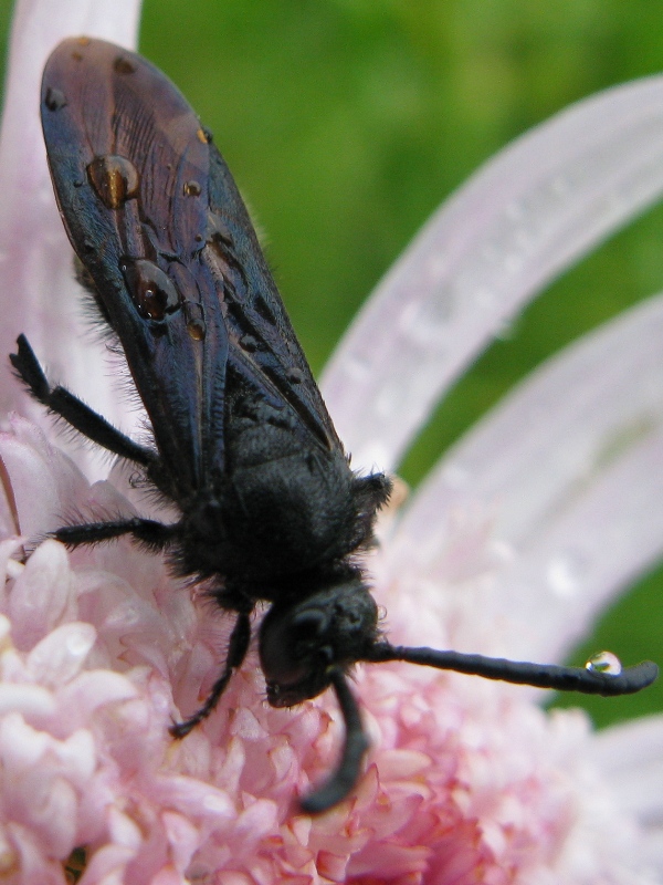 scolia bagnata....(Scolia hirta)