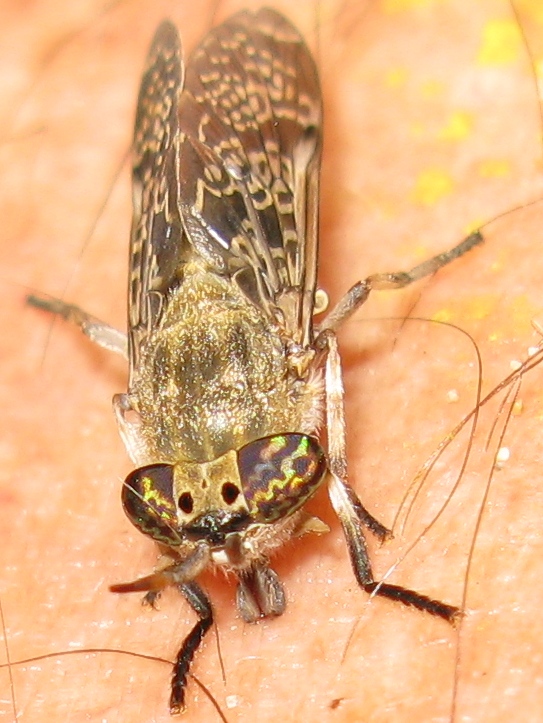 Haematopota sp.