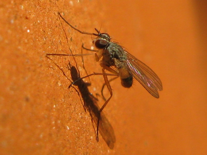 Coeosia sp. (Muscidae).