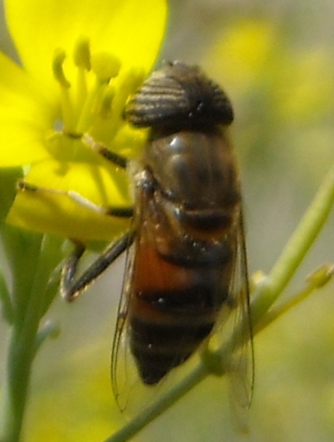 Eristalinus taeniops -  Syrphidae - Maschio
