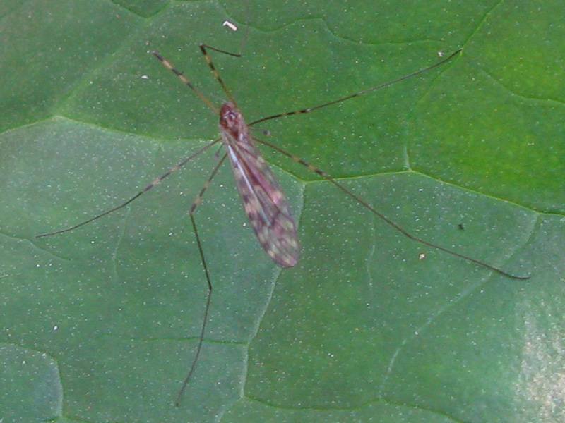 Tipula