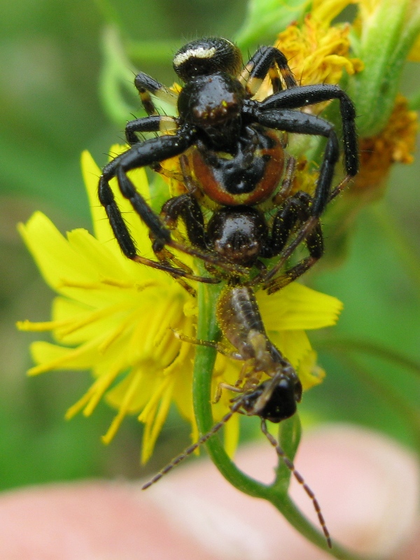 Synaema globosum