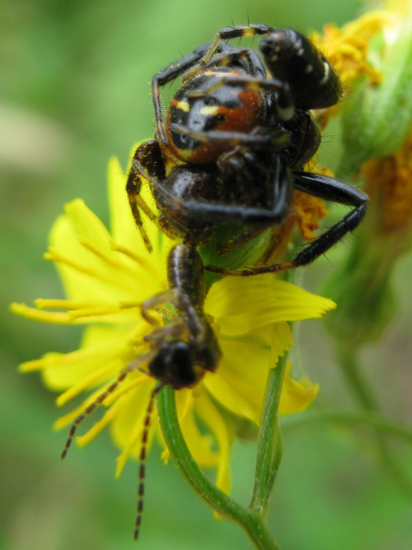 Synaema globosum