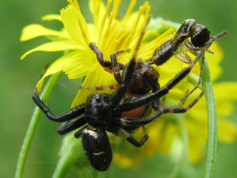 Synaema globosum