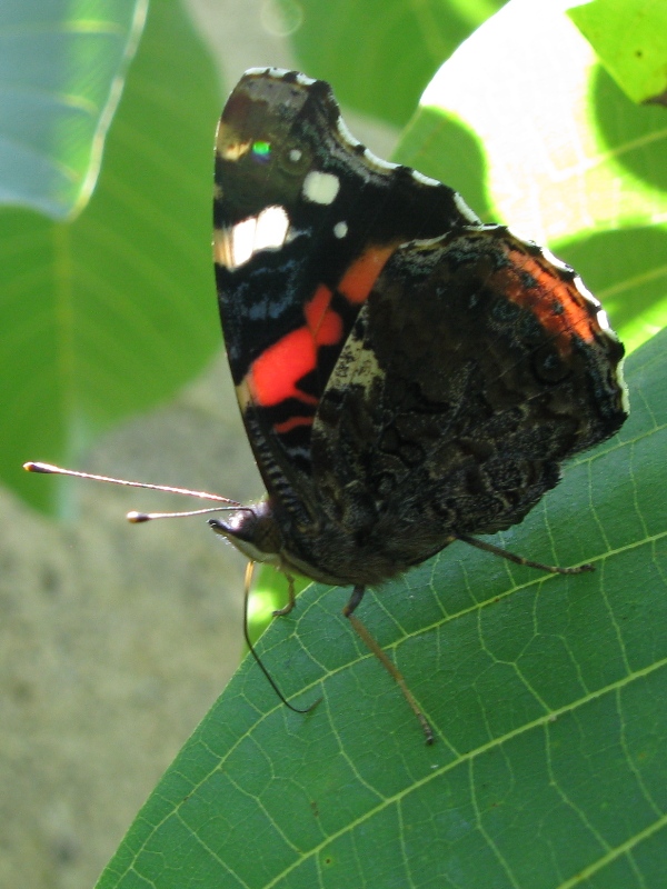 Vanessa Atalanta