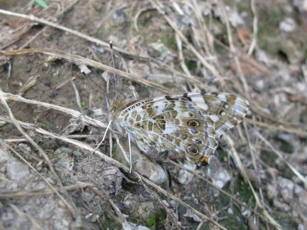 Vanessa cardui, migrazione?