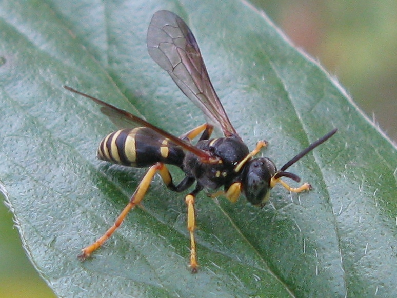 maschio di Crabronide: Gorytes sp.