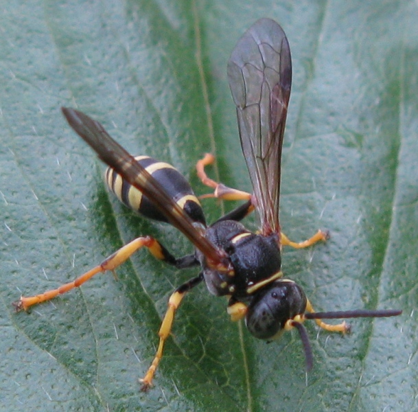 maschio di Crabronide: Gorytes sp.