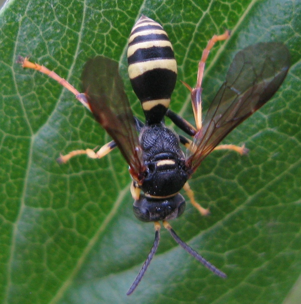 maschio di Crabronide: Gorytes sp.