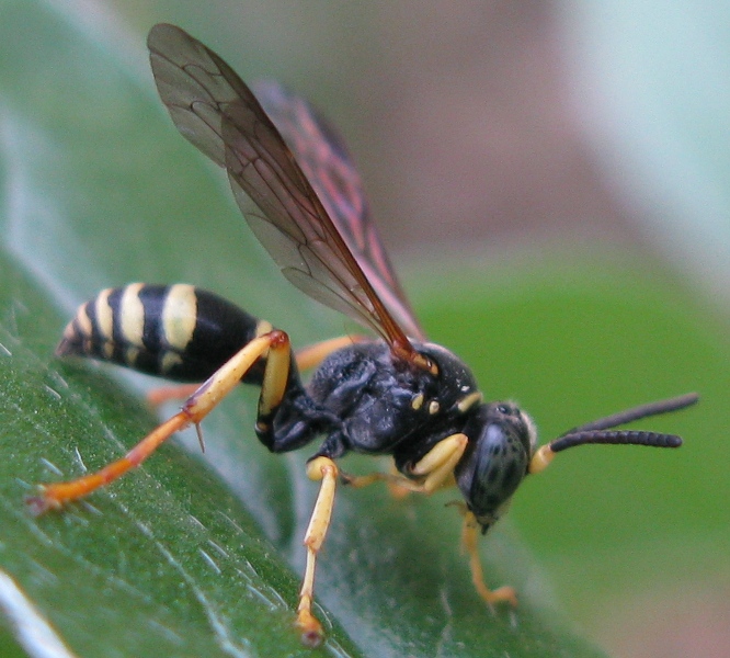 maschio di Crabronide: Gorytes sp.