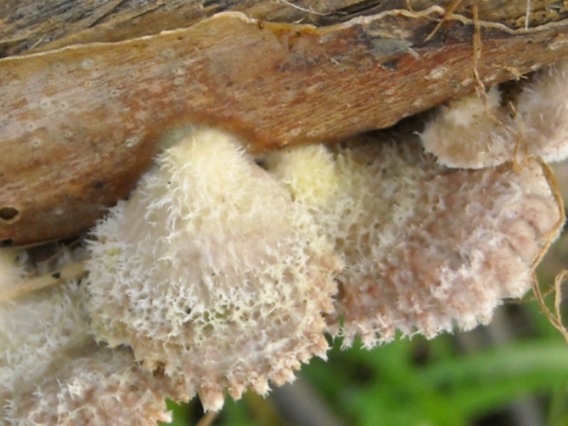 ombrellini di seta (Schizophyllum commune)