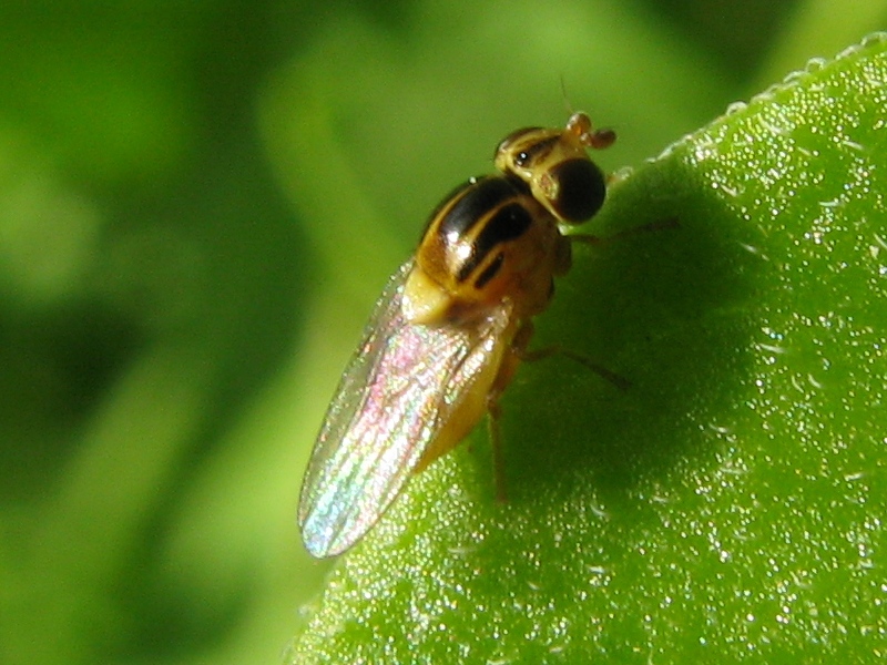 Chloropide: possibile Thaumatomyia notata.