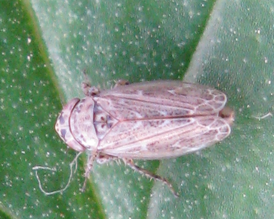 ancora una cicadella - Cicadellidae Deltocephalinae