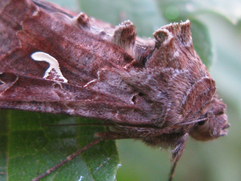 bisonte muschiato - Autographa gamma