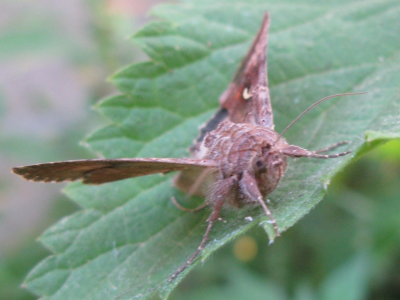 bisonte muschiato - Autographa gamma