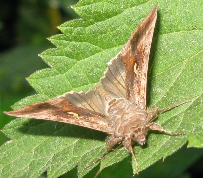 bisonte muschiato - Autographa gamma