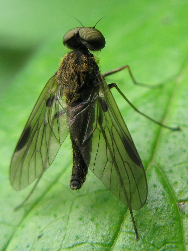 Chrysopilus sp. (Rhagionidae)