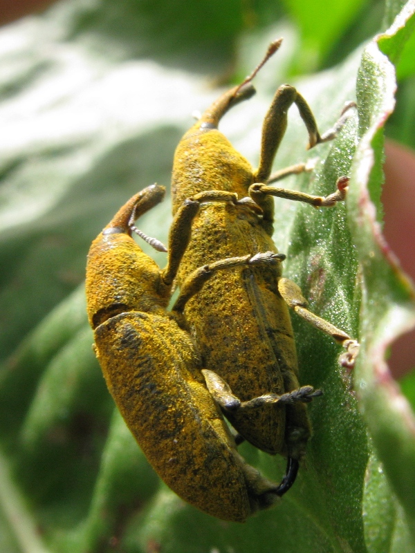 Lixus copula..