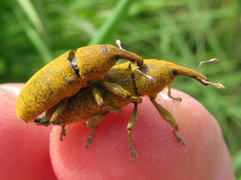 Lixus copula..