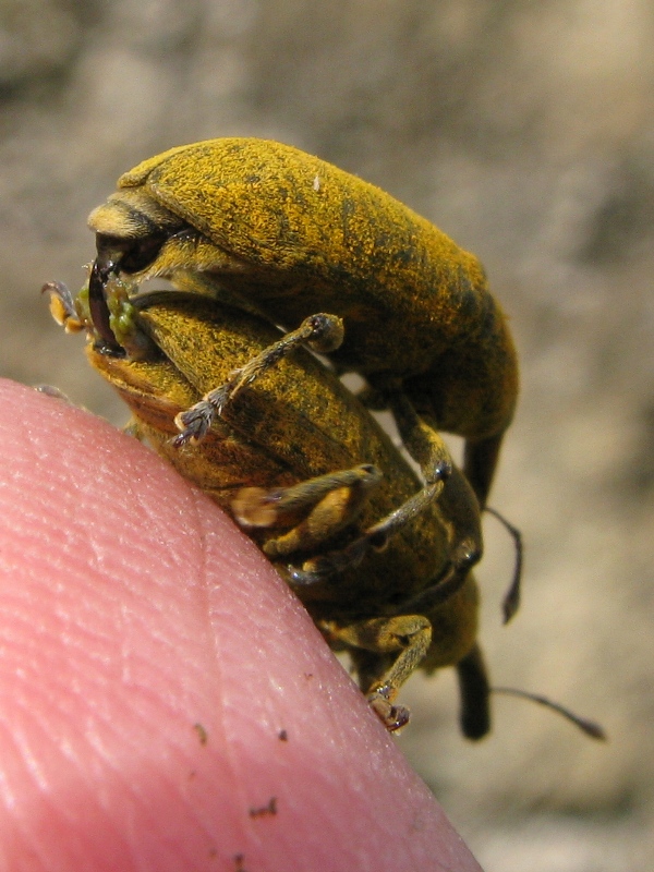 Lixus copula..