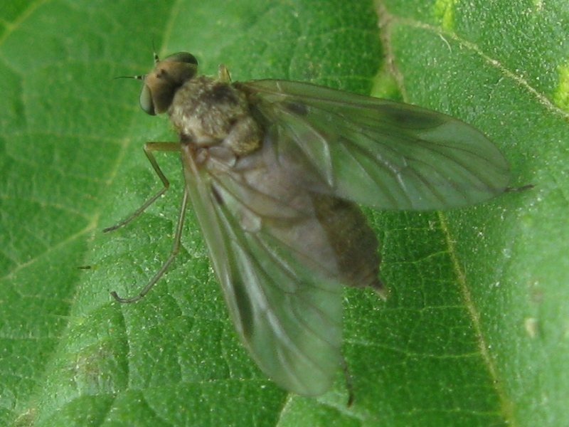 Chrysopilus sp. F (Rhagionidae)