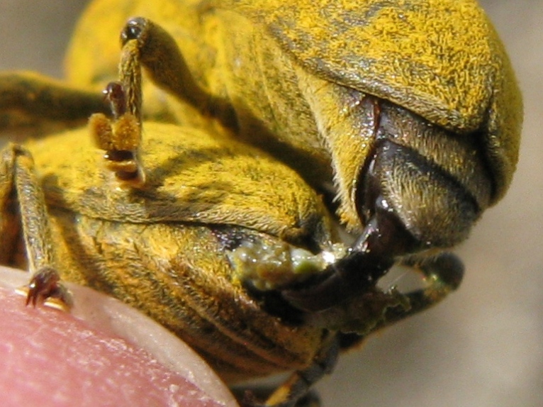 Lixus copula..