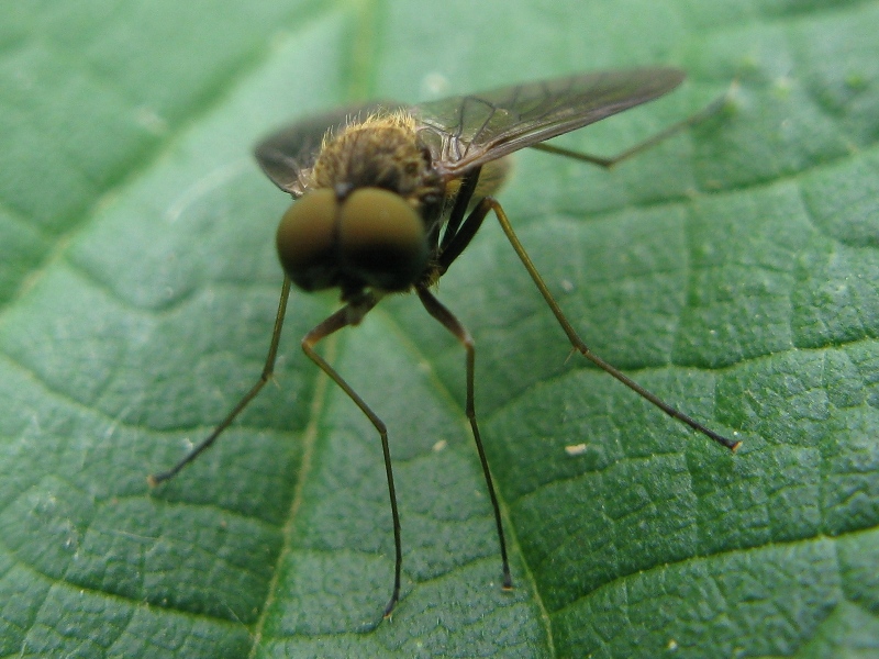 Chrysopilus sp. (Rhagionidae)