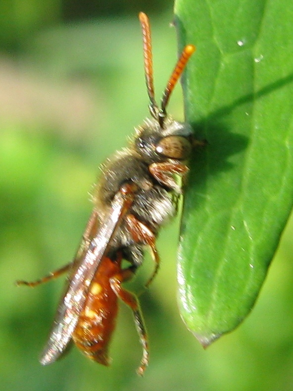 Appeso! Nomada sp. (Apidae)