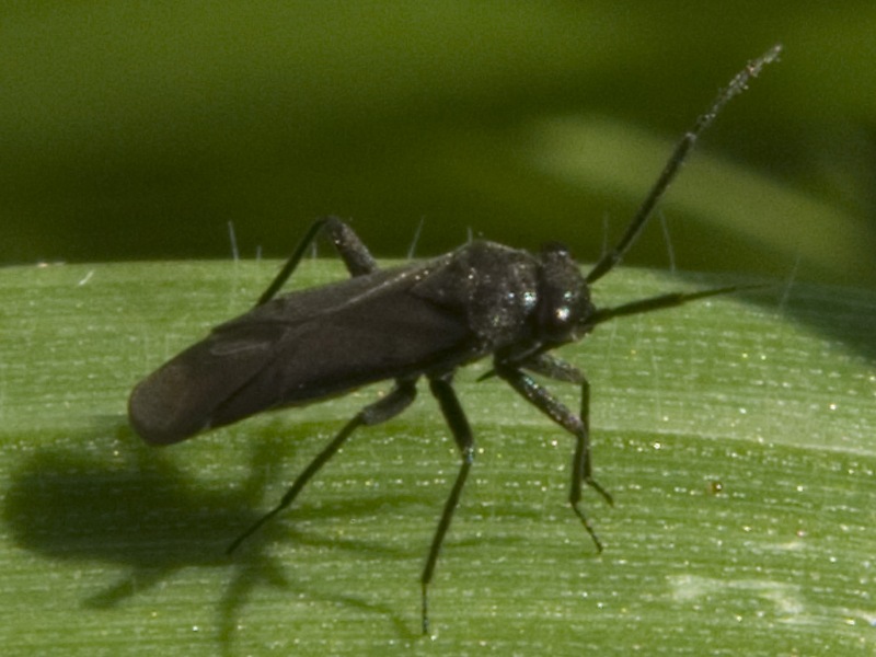 Miridae: Pachytomella passerinii, maschio di Ercolano